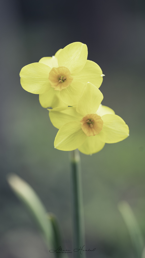 Jonquille (Narcissus)