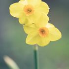 Jonquille (Narcissus)