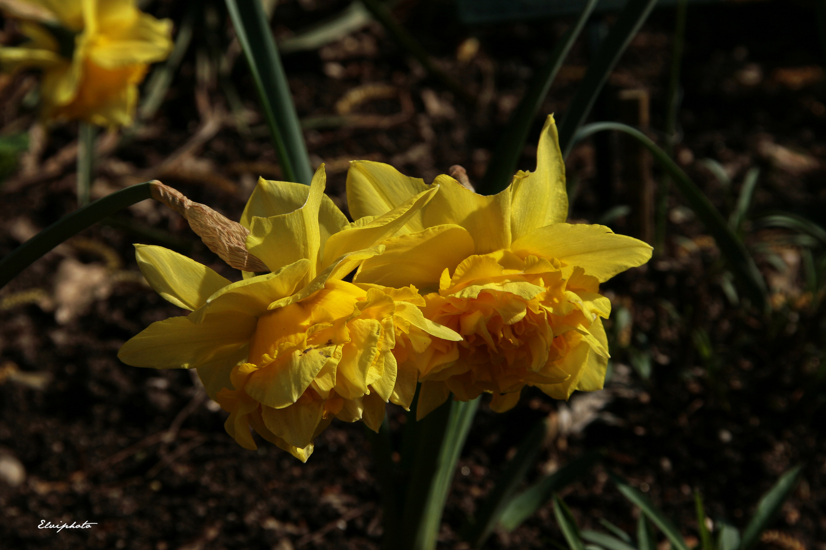 Jonquilles