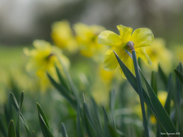 Jonquilles