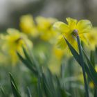 Jonquilles