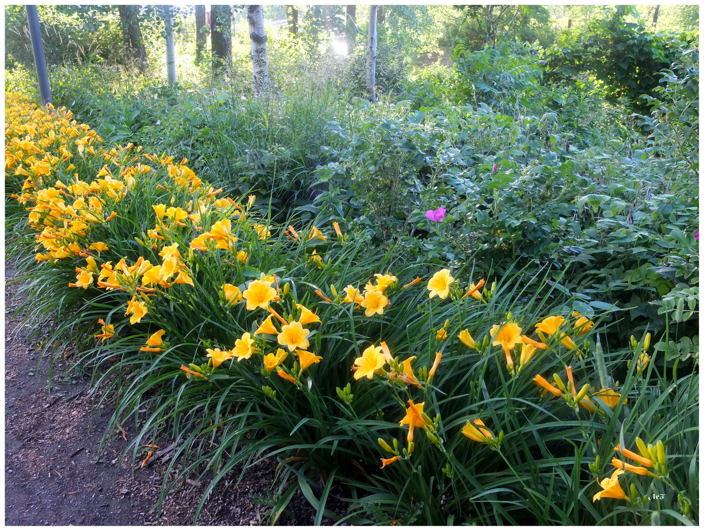 Jonquilles