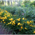 Jonquilles