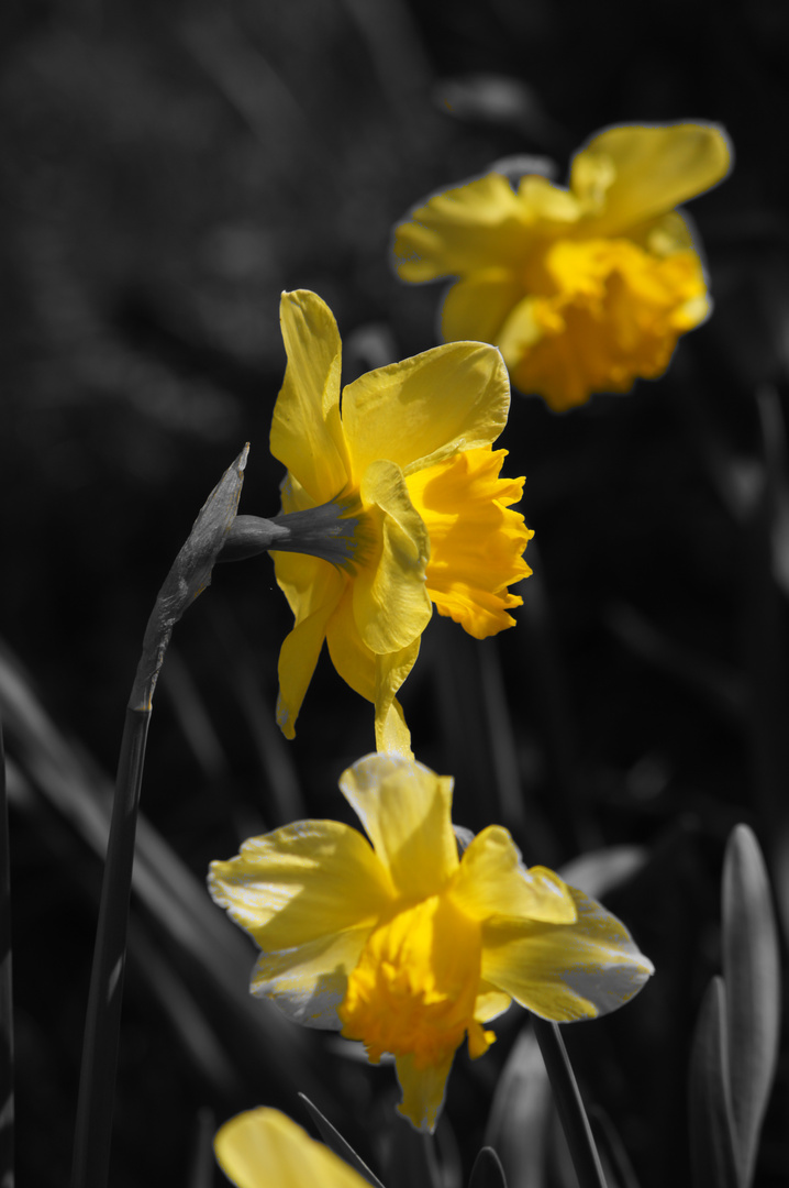 Jonquilles