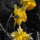 Jonquilles