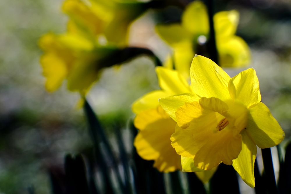 Jonquilles  