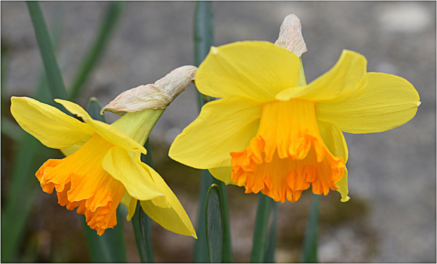 jonquilles