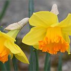 jonquilles