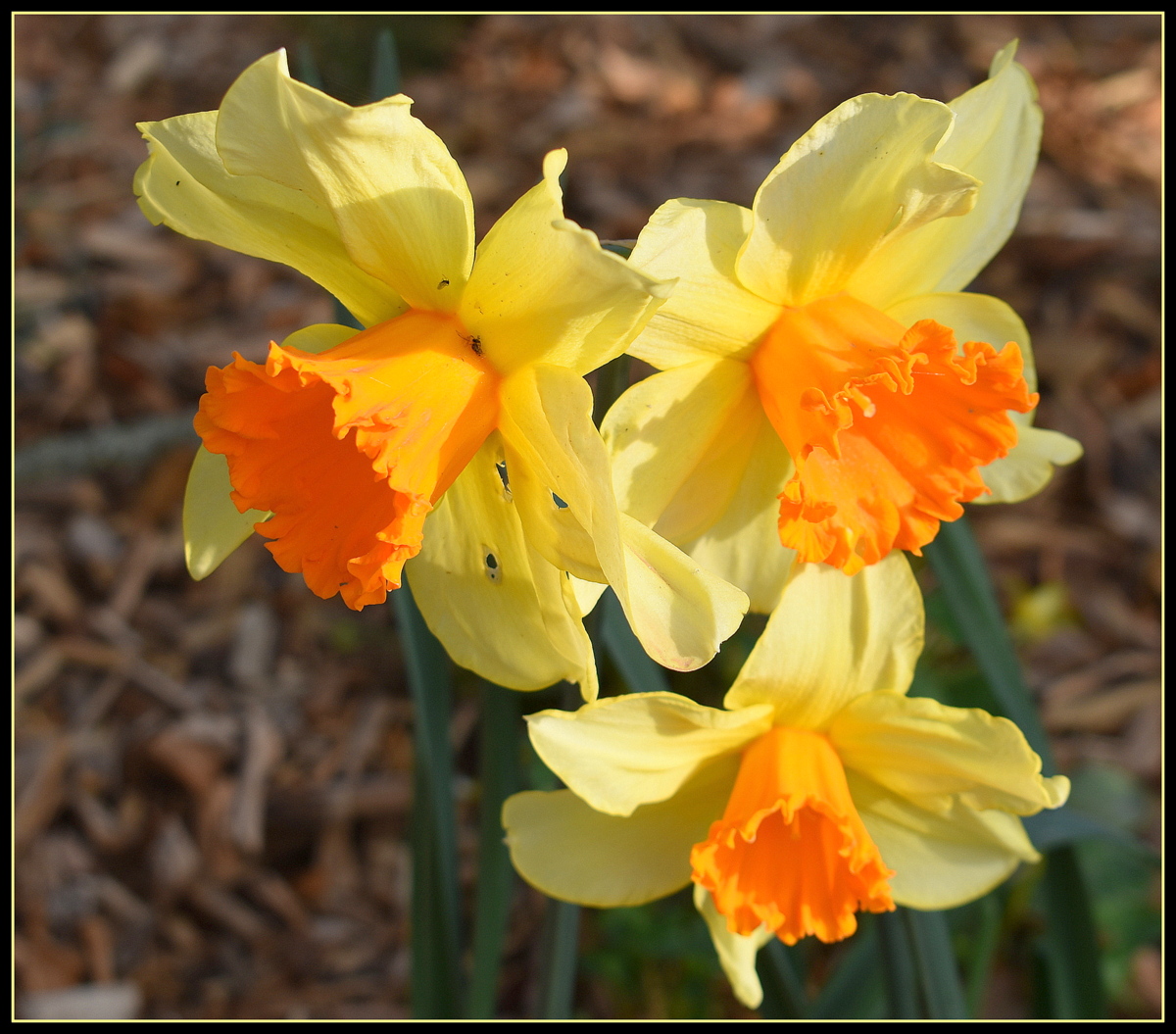 jonquilles