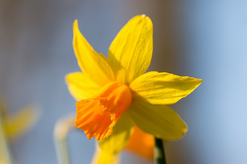 Jonquilles