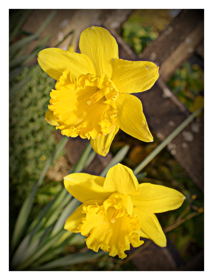 jonquilles