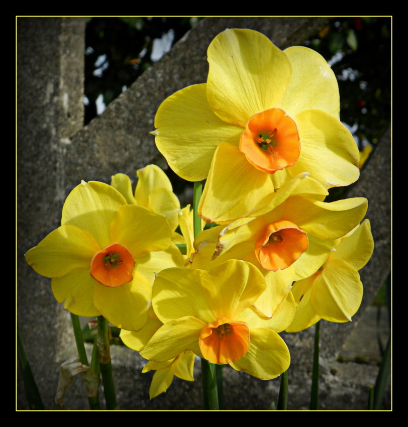 jonquilles