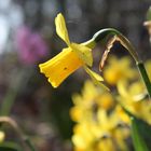 Jonquilles