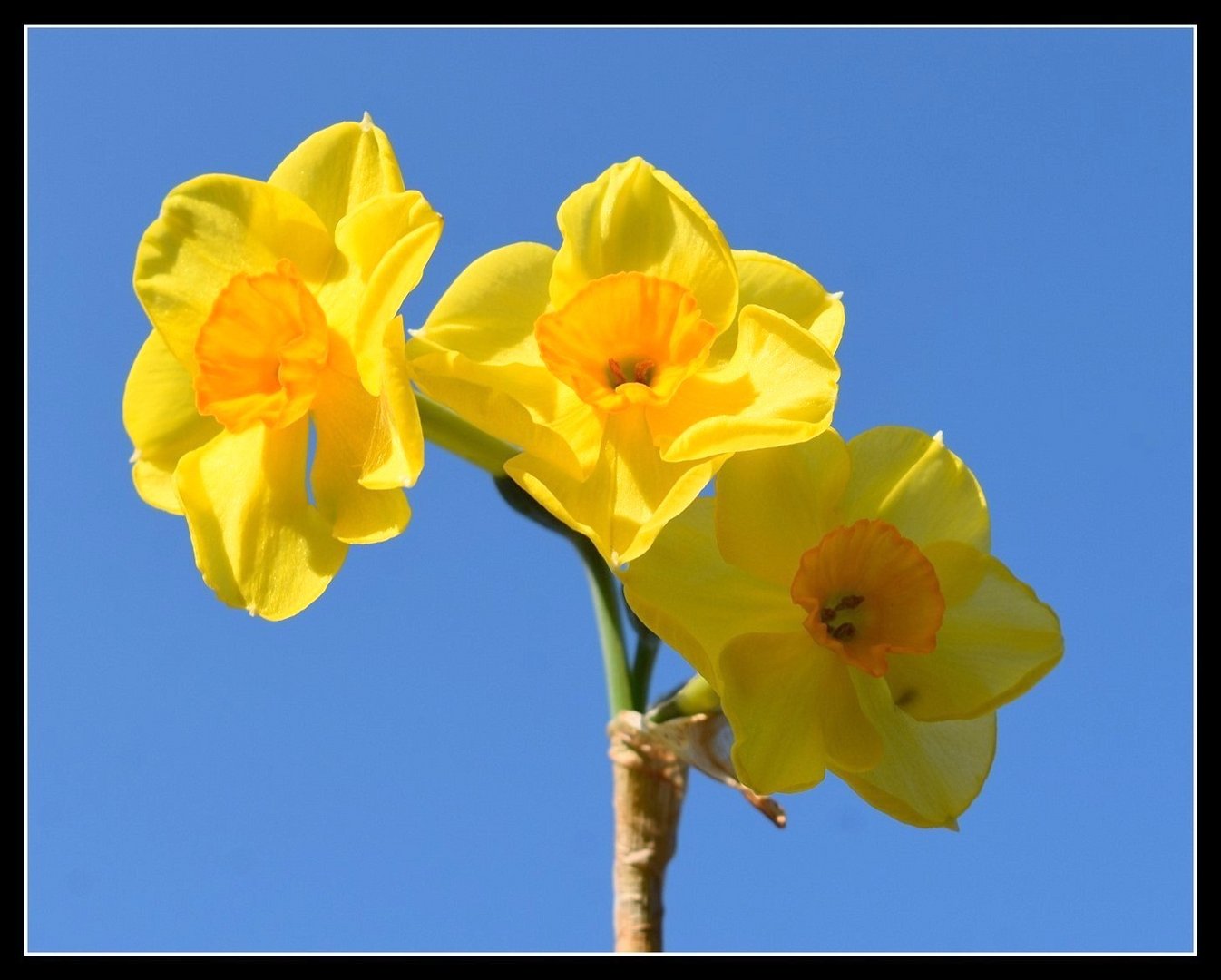 jonquilles