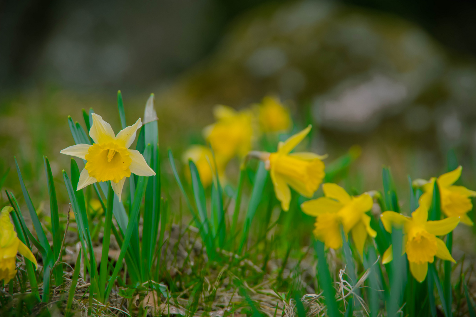 Jonquilles