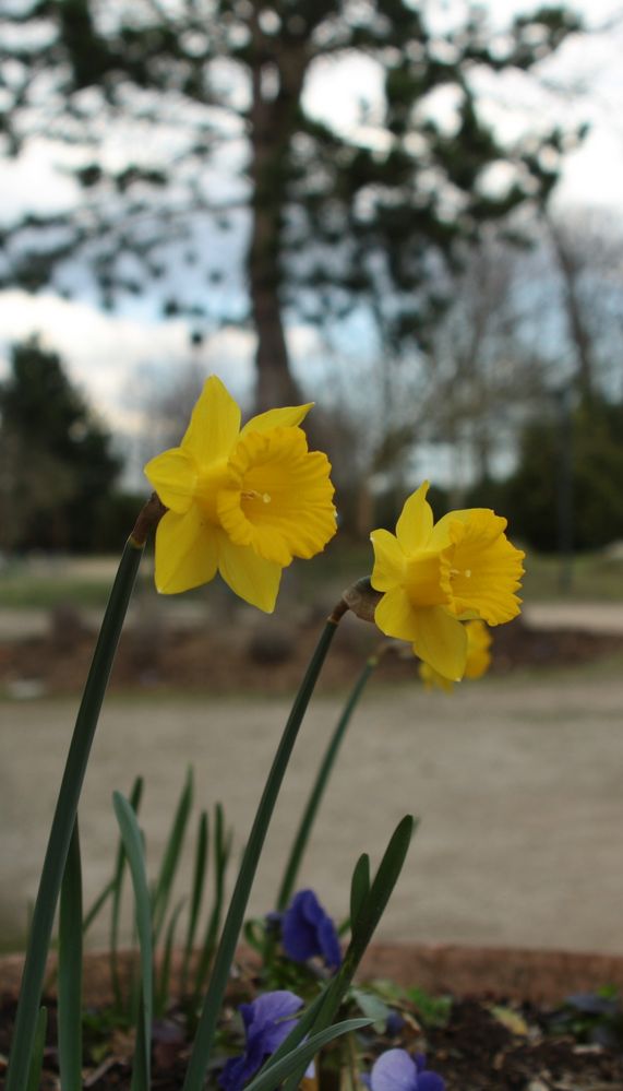 Jonquilles