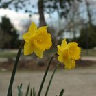 Jonquilles