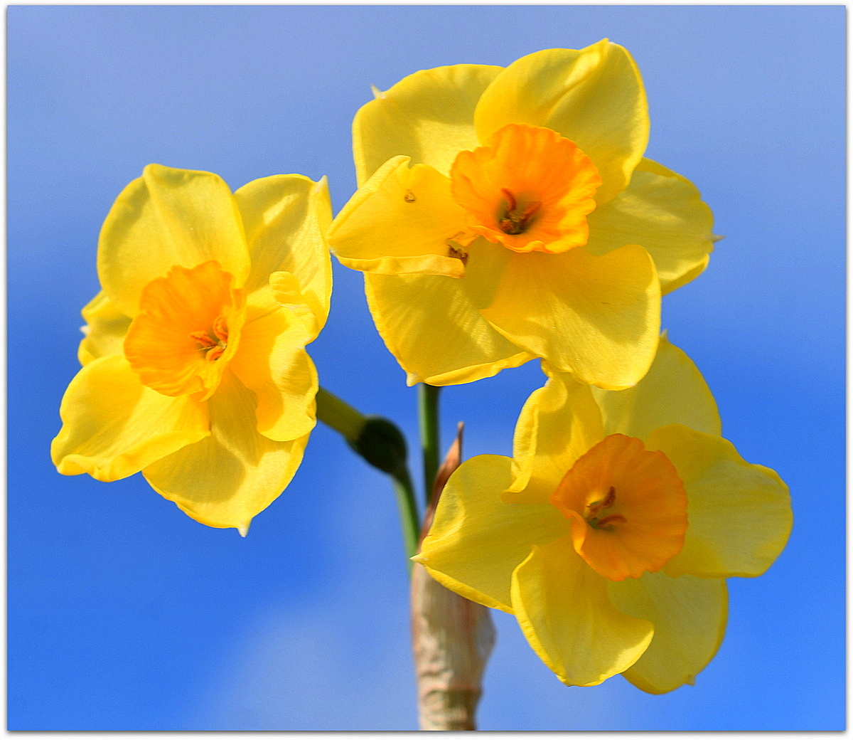 jonquilles