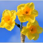 jonquilles