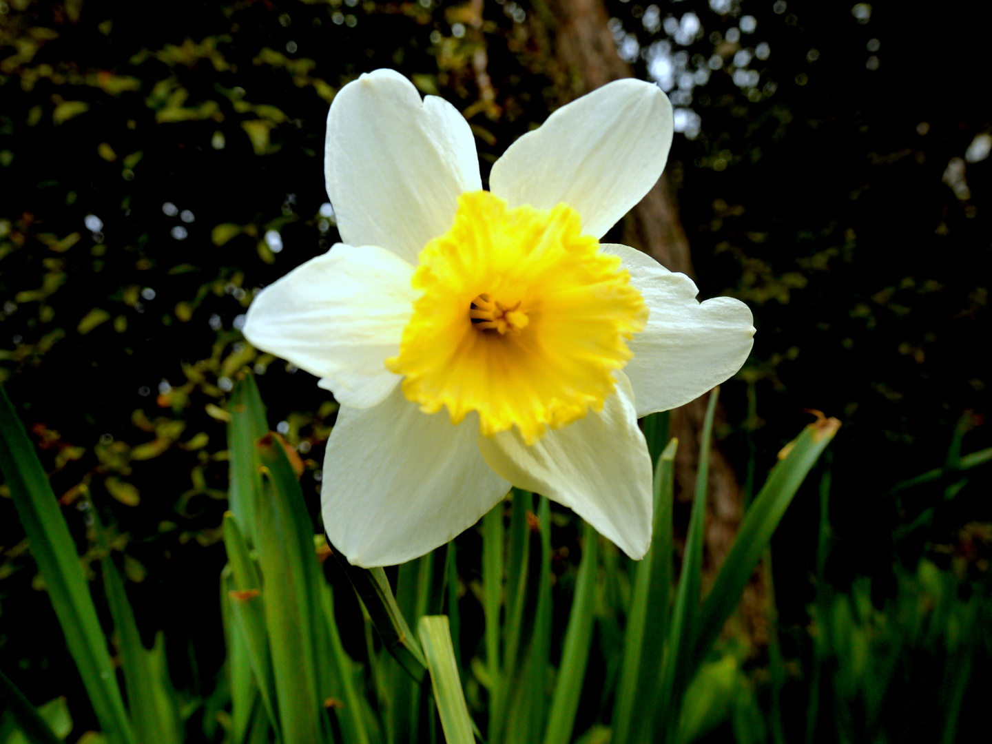 Jonquilles