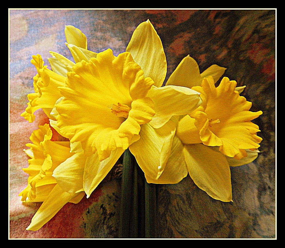 jonquilles de mon jardin