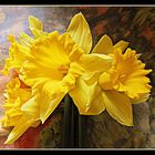 jonquilles de mon jardin