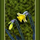 Jonquilles du jardin -- Osterglocken im Garten