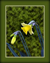 Jonquilles du jardin -- Osterglocken im Garten