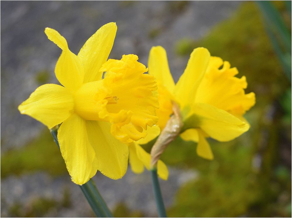 jonquilles