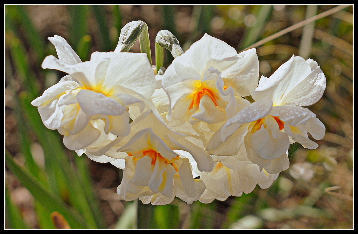 jonquilles