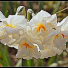 jonquilles