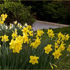 Jonquilles et narcisses  --  Osterglocken und Narzissen