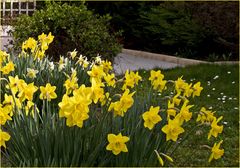 Jonquilles et narcisses  --  Osterglocken und Narzissen