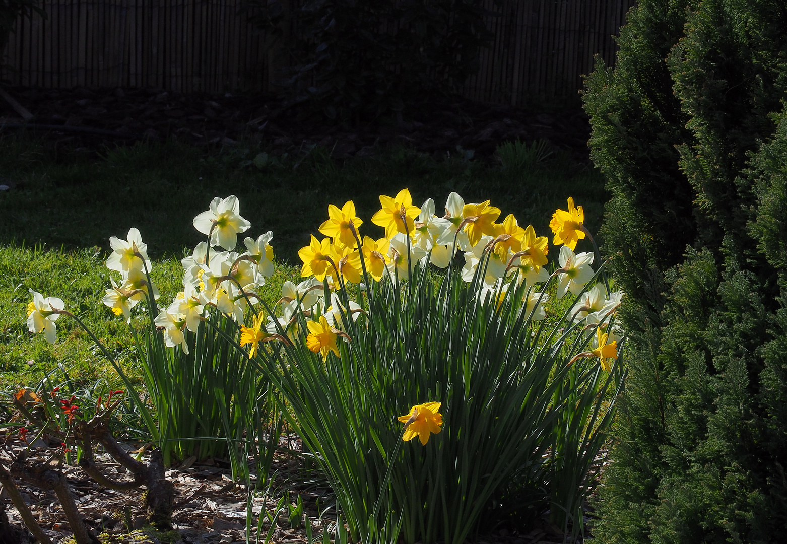 Jonquilles et narcisses se régalent dans le jardin