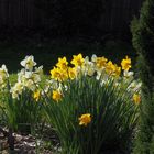 Jonquilles et narcisses se régalent dans le jardin