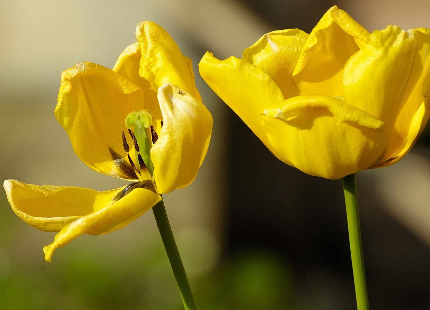 Jonquilles