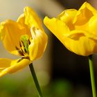 Jonquilles