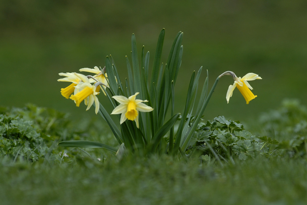 Jonquilles sauvages