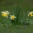 Jonquilles sauvages