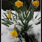 jonquilles sous la neige