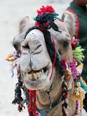 Jordanien - Dromedar