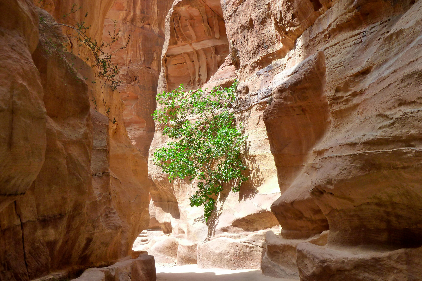 Jordanien - Petra