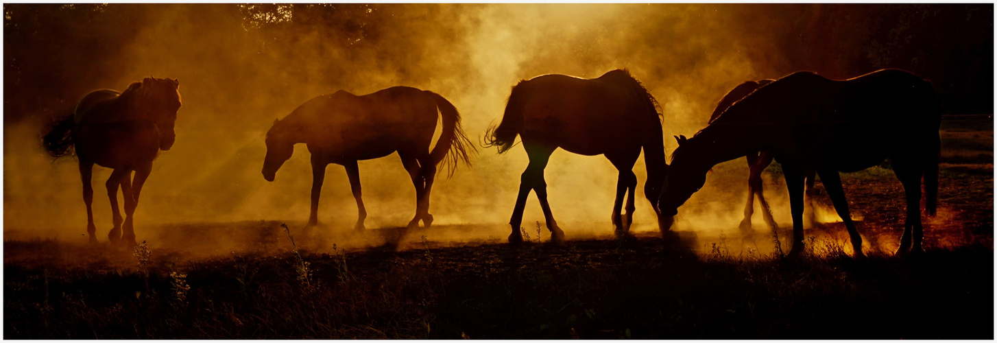 jos schouten paarden 