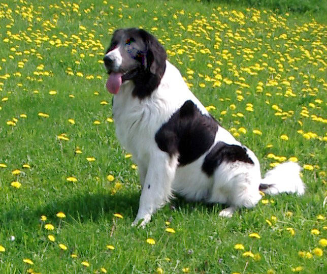 "JOSCHI" oder Herr Joschka Fürst von Metternich :-)