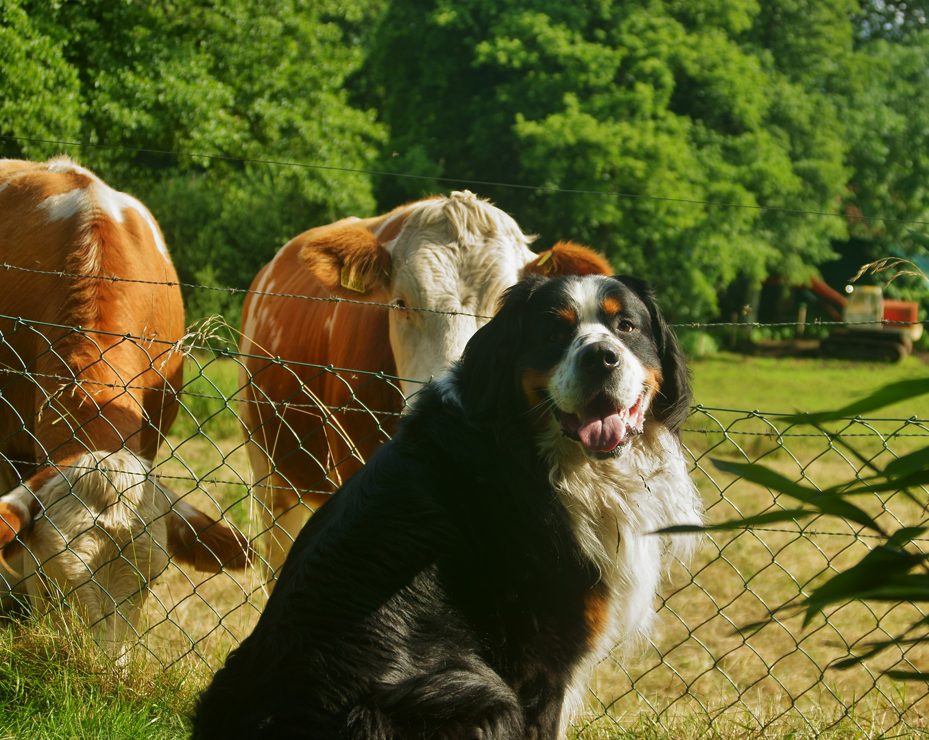 josef der Hirtehund