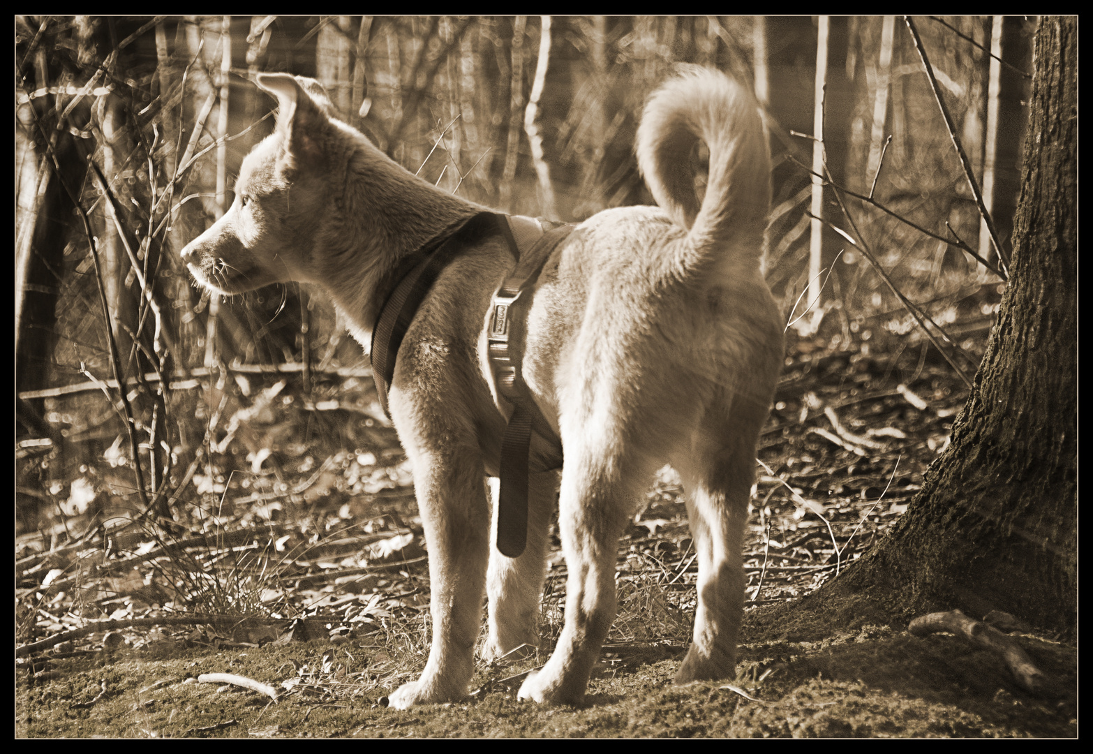 Joshi beim Waldspaziergang 2