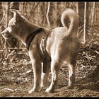 Joshi beim Waldspaziergang 2