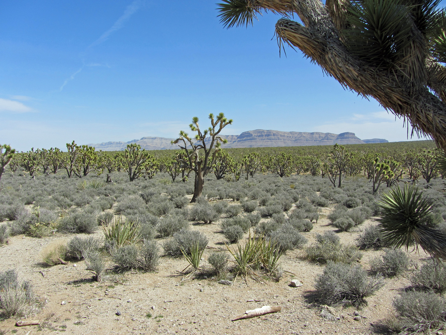 Joshua National Park