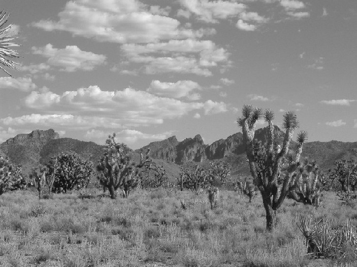 joshua three in arizona