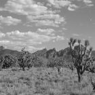 joshua three in arizona